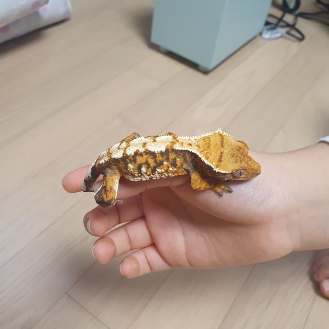 바브 텐저린 트라이