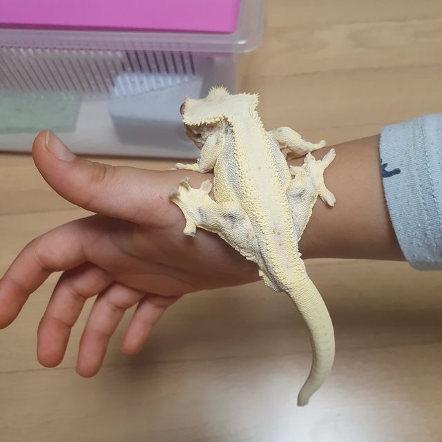 릴리화이트