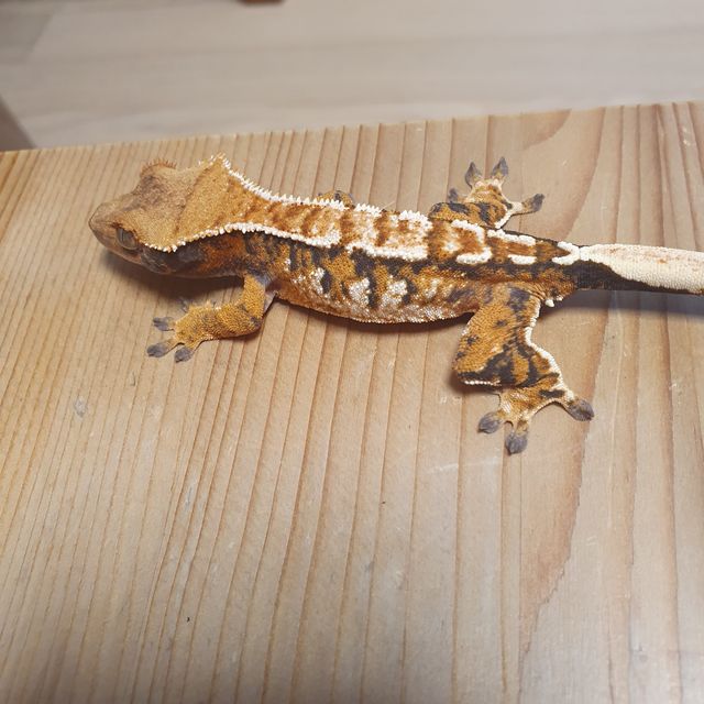 바브 텐저린 트라이