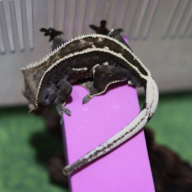 엠티백 풀핀 다크