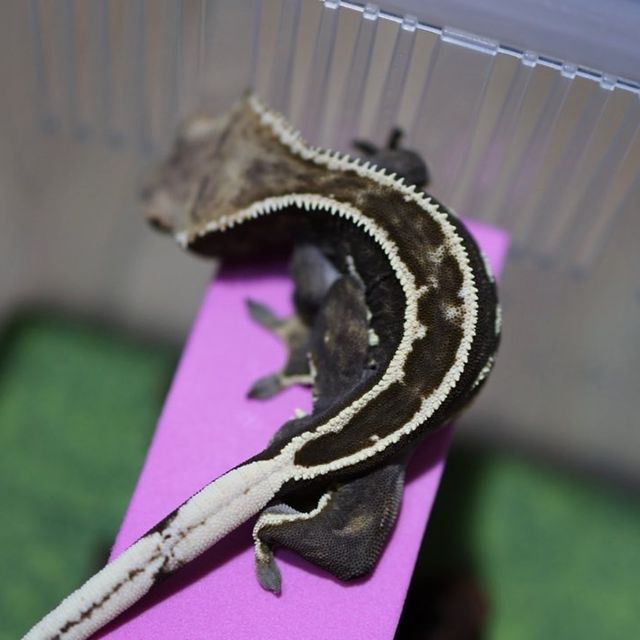 엠티백 풀핀 다크