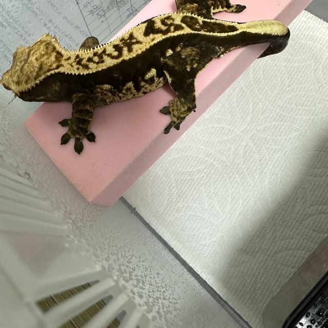 노멀 다크