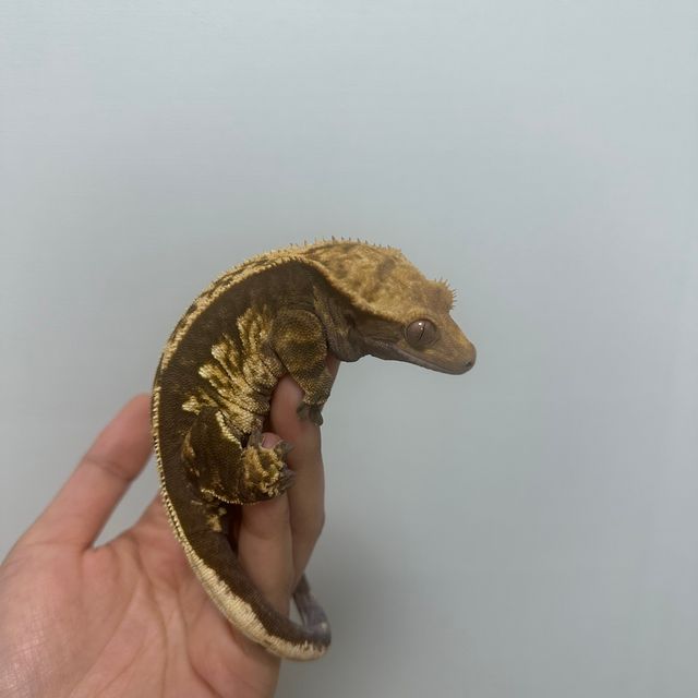 노멀 다크