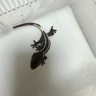 아잔틱