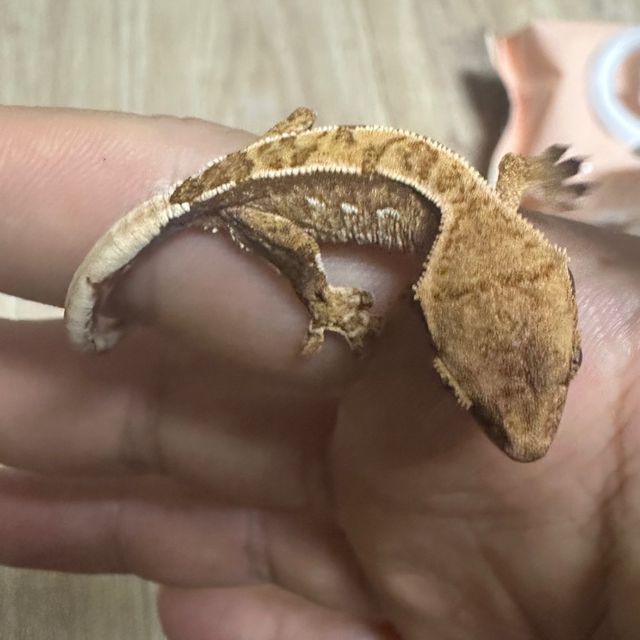 트라이 익스트림할리퀸 노멀