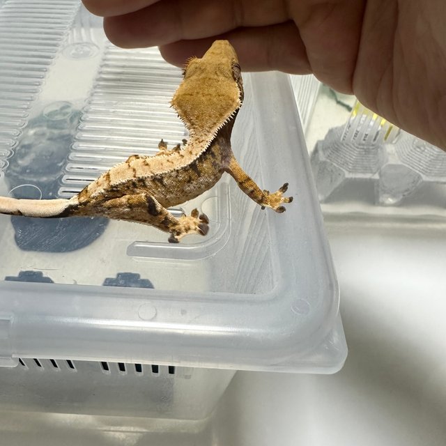 트라이 드리피 화이트스팟