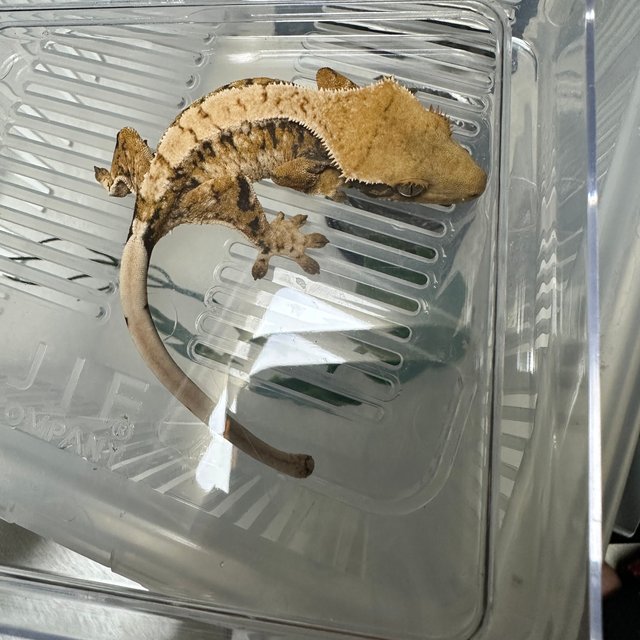 트라이 드리피 화이트스팟