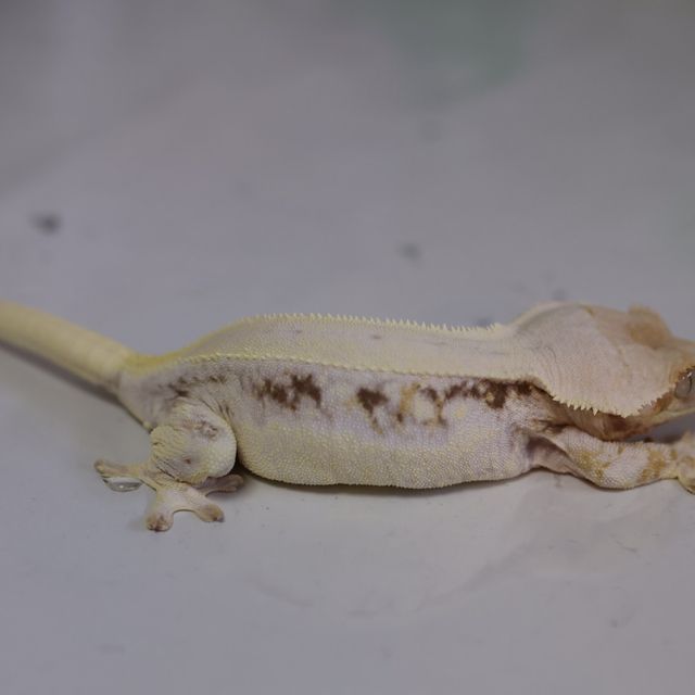 릴리화이트 트라이 레드 화이트