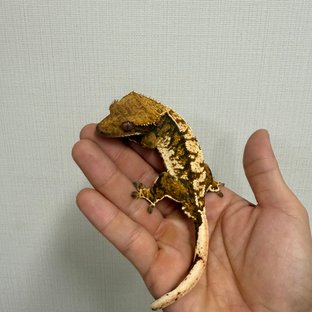 노멀 텐저린