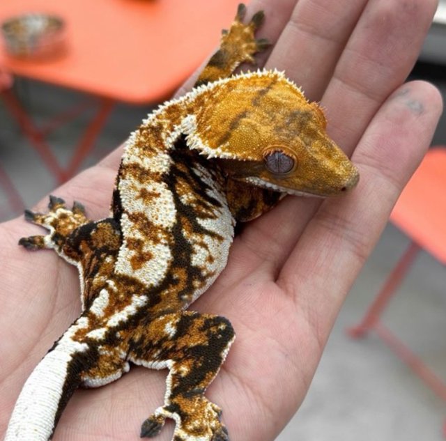 노멀 트라이 익스트림할리퀸 텐저린