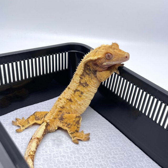 노멀 드리피 화이트스팟