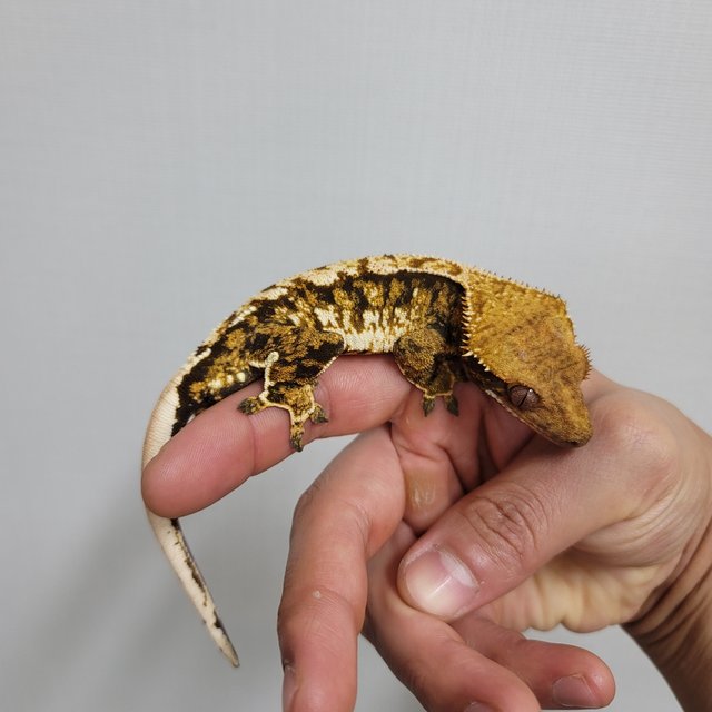 노멀 텐저린 트라이