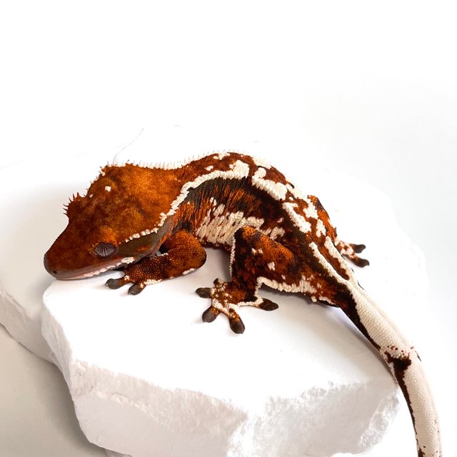 노멀 트라이 텐저린