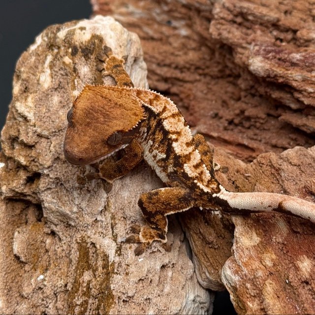 노멀 텐저린 트라이