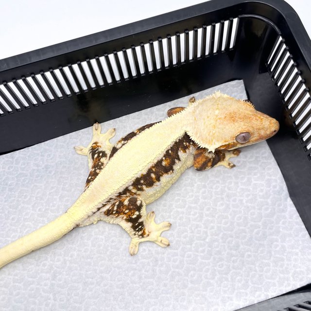 릴리화이트 솔리드백