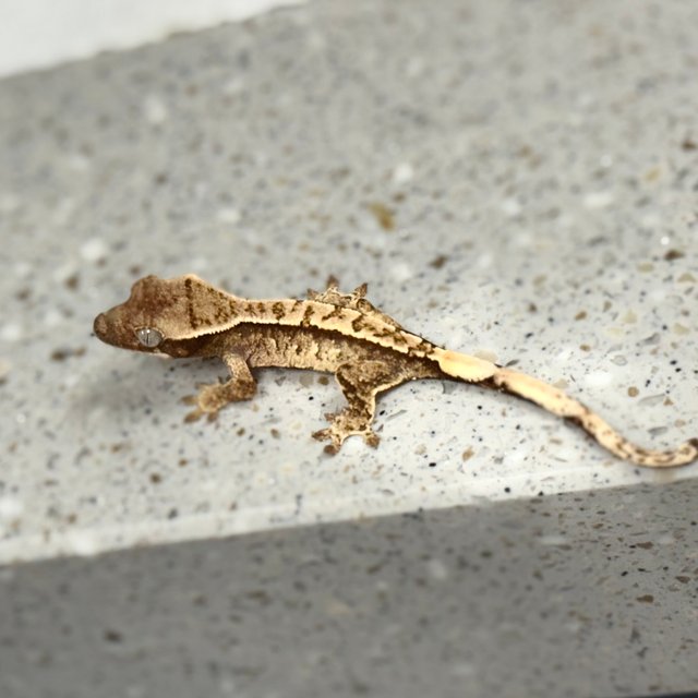 노멀 드리피 화이트스팟