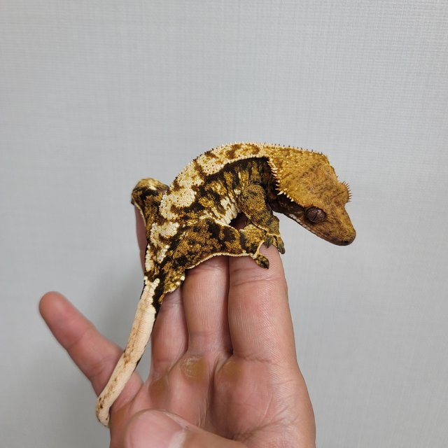 노멀 텐저린 트라이