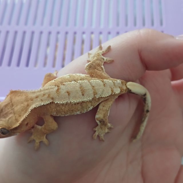 크림시클 크림 옐로우