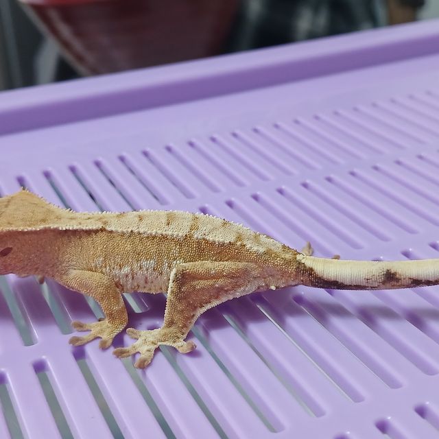크림시클 크림 옐로우