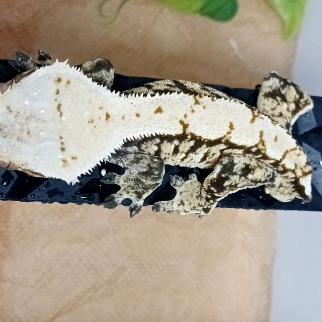 트라이