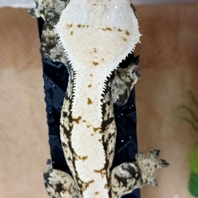 트라이