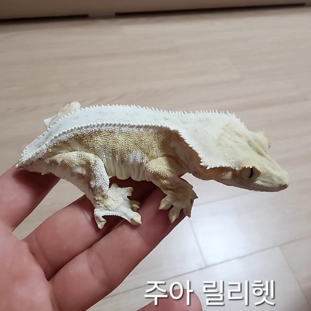 릴리100%헷아잔틱