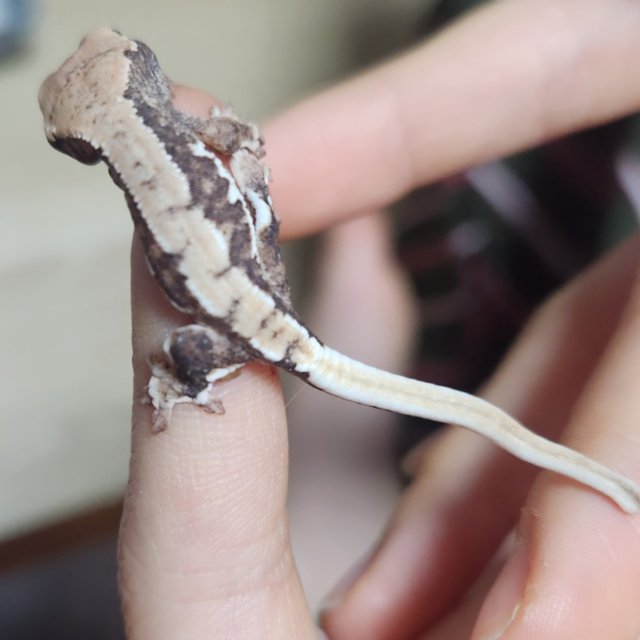 릴리100%헷아잔틱