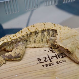 자두