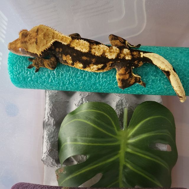 바브