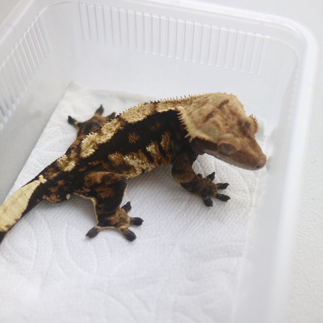 바브