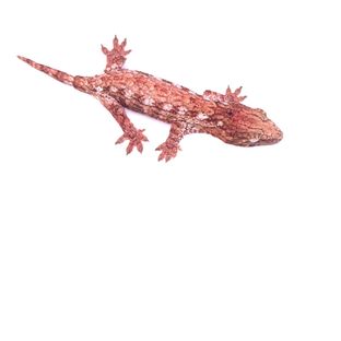 레드바