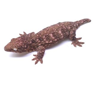 GT