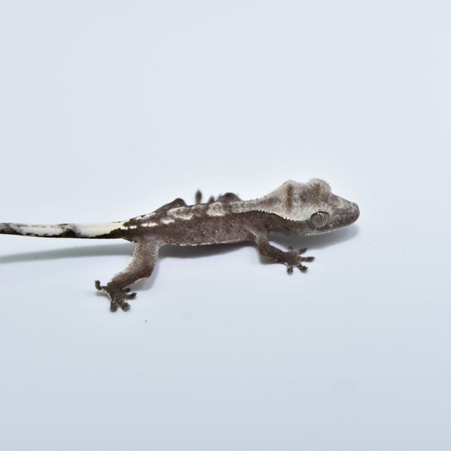아잔틱