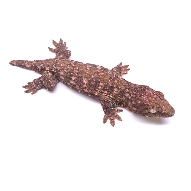GT