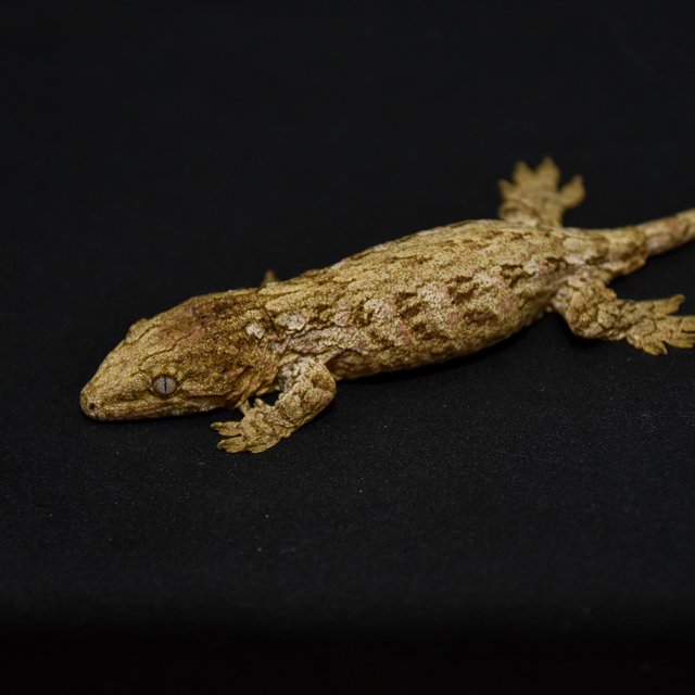 레드바 하이 컬러