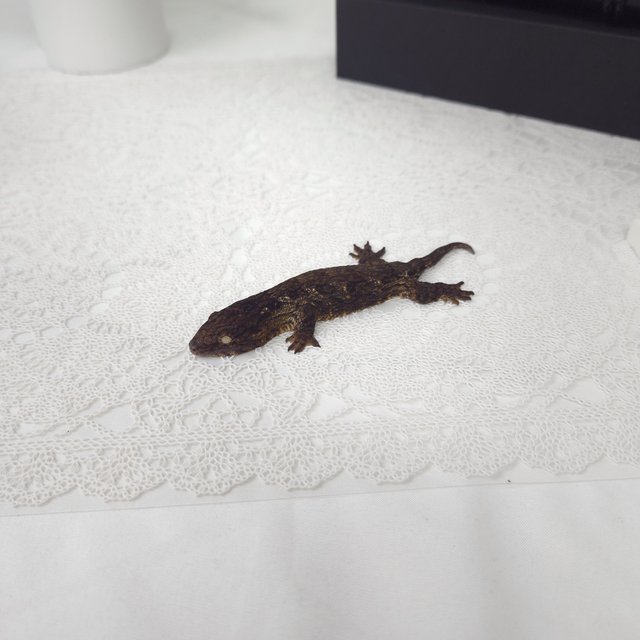 코기스 프리델 GT