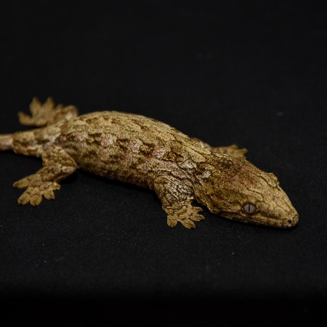 레드바 하이 컬러