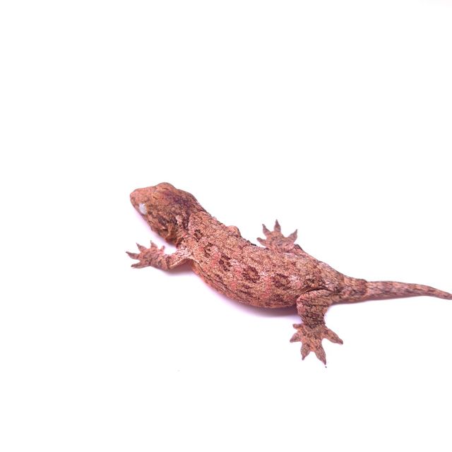 카나와