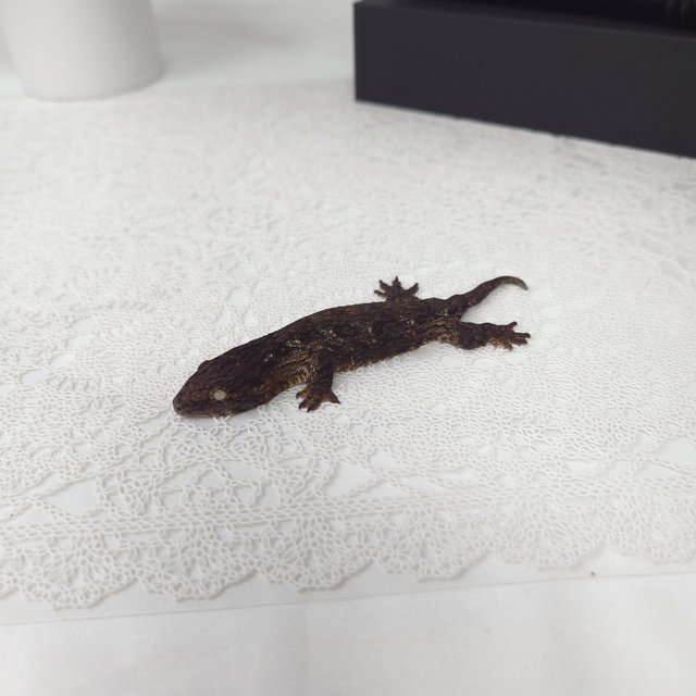 코기스 프리델 GT