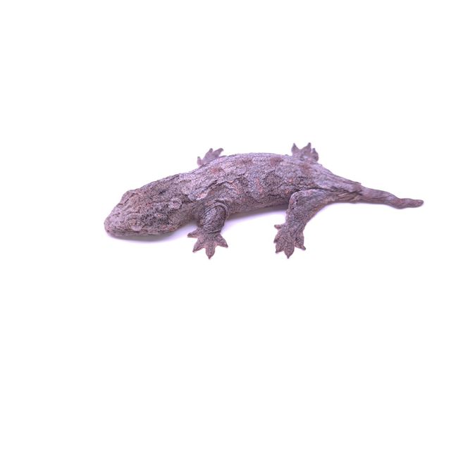 프리델 GT 코기스