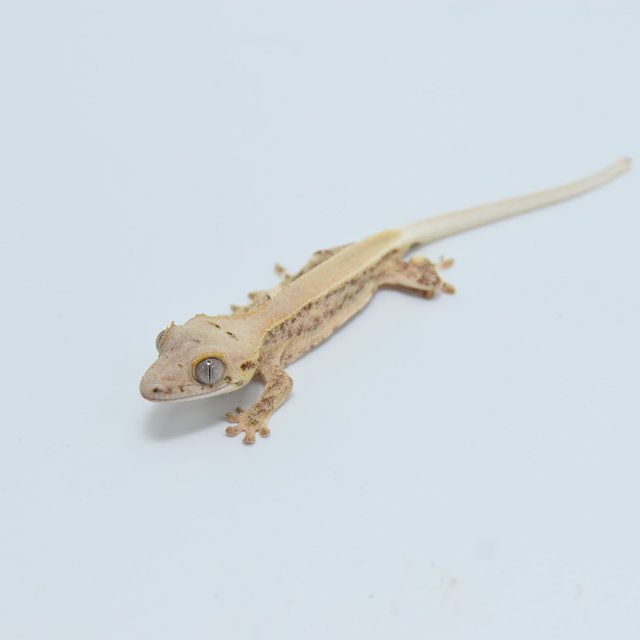 릴리화이트 크림시클 솔리드백