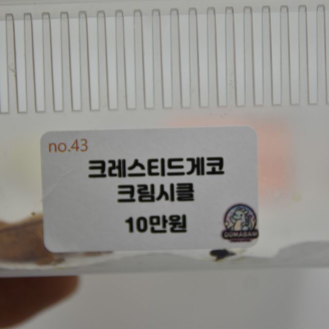 크림시클