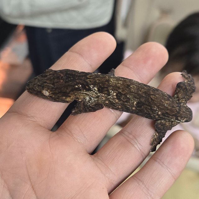 코기스 프리델 GT