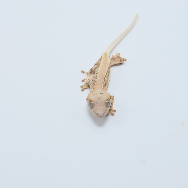 릴리화이트 크림시클 솔리드백