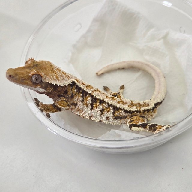 노멀 트라이 화이트핀 화이트크라운 화이트