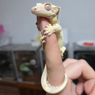 자로