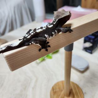 자반이