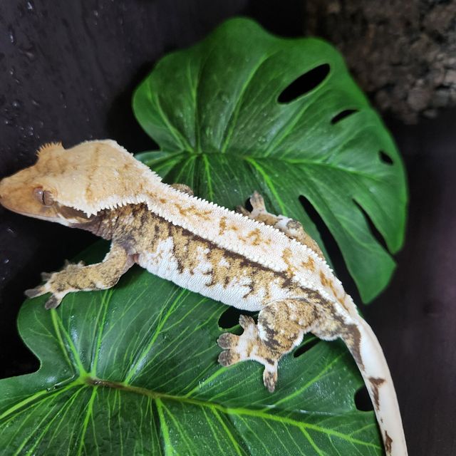 트라이