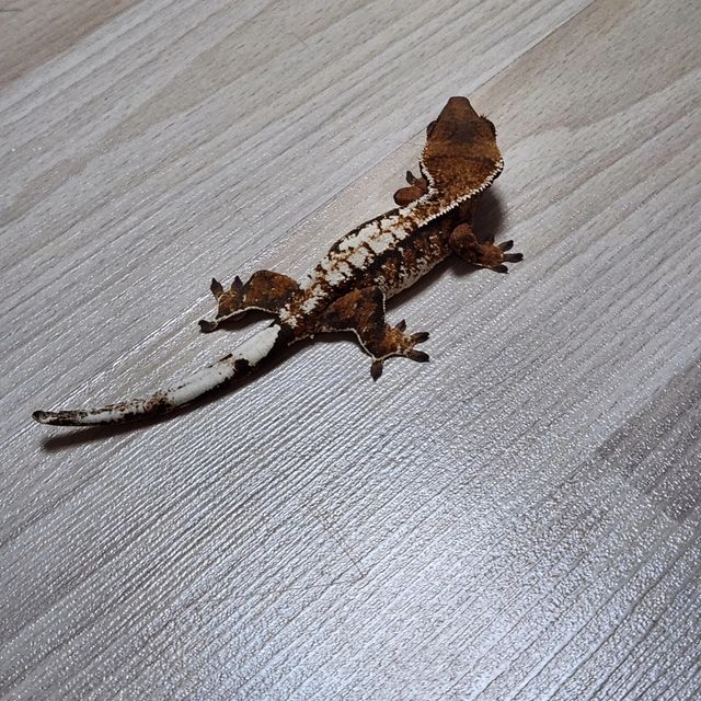 트라이