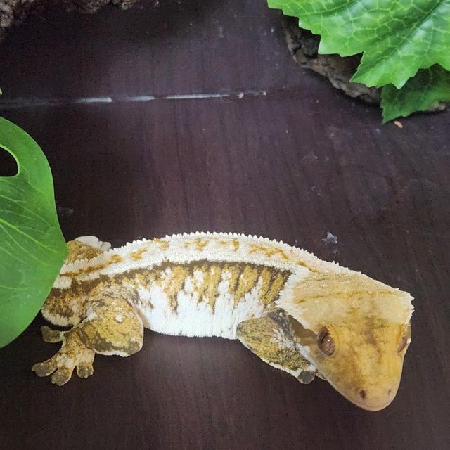 트라이